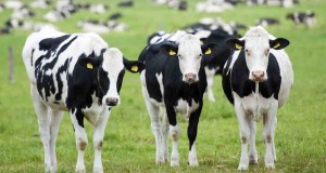 &alpha;&gamma;&epsilon;&lambda;ά&delta;&omega;&nu;